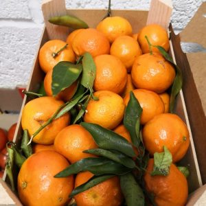 Fresh Mandarin Orange 新鲜福橘 盒
