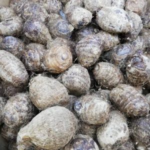 Chinese Taro 芋头 1kg