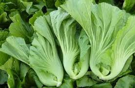 Fresh Kale 大芥菜 1kg