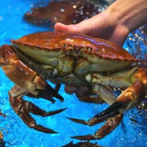 鲜活面包蟹 2只