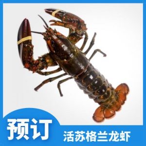预订苏格兰活龙虾 1只（大）