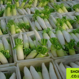 1x Fresh Korean Radish 新鲜白萝卜