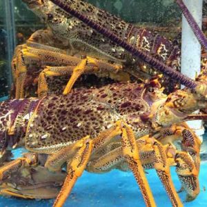 Lobster 鲜活澳洲龙虾 1.5-2kg